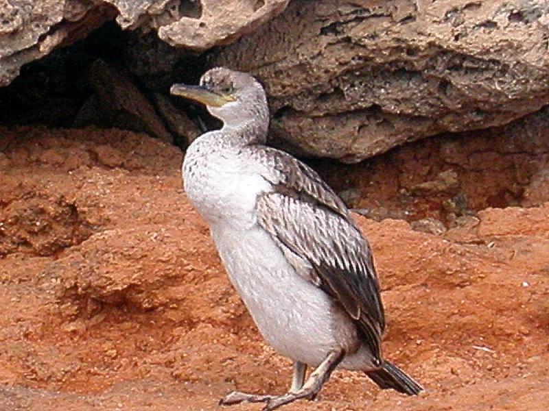 Cormorani d''estate